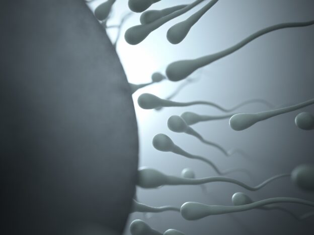 male fertility and occupation